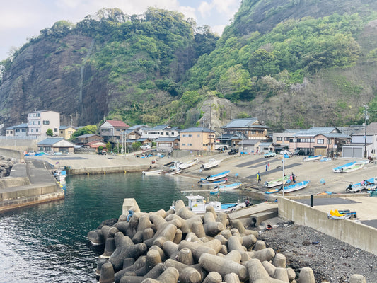 わかめ漁、解禁されました