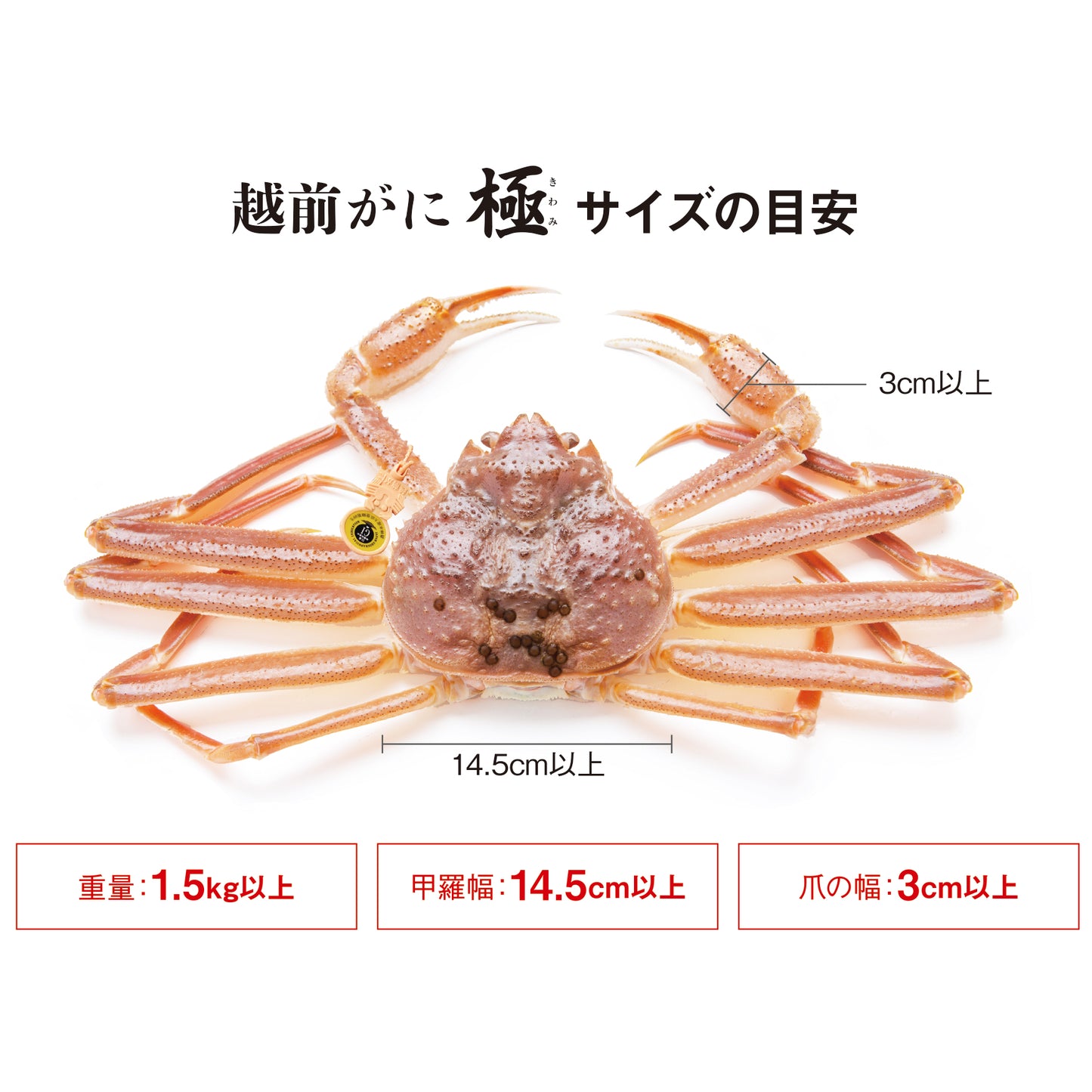 越前がに【極】(浜茹で)