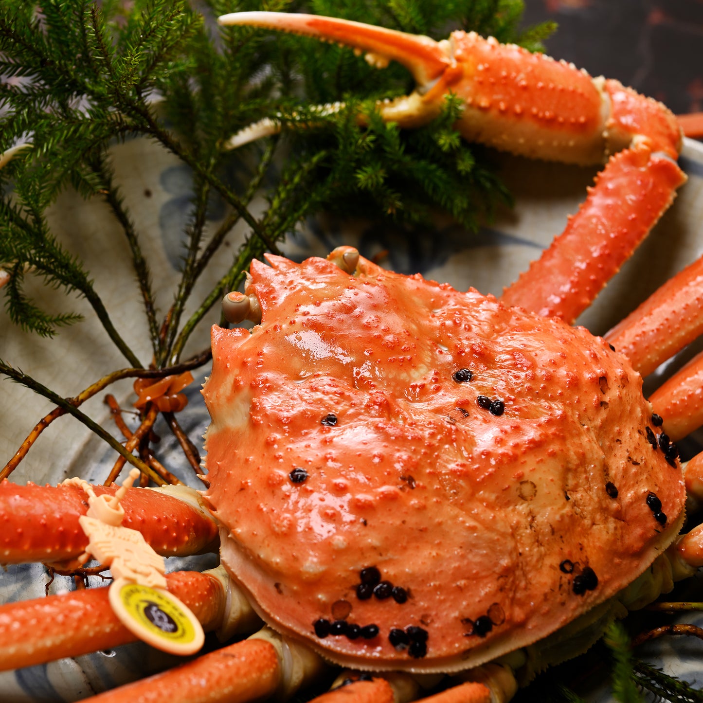 わけあり 越前がに(浜茹で)【1.0~1.1kg】