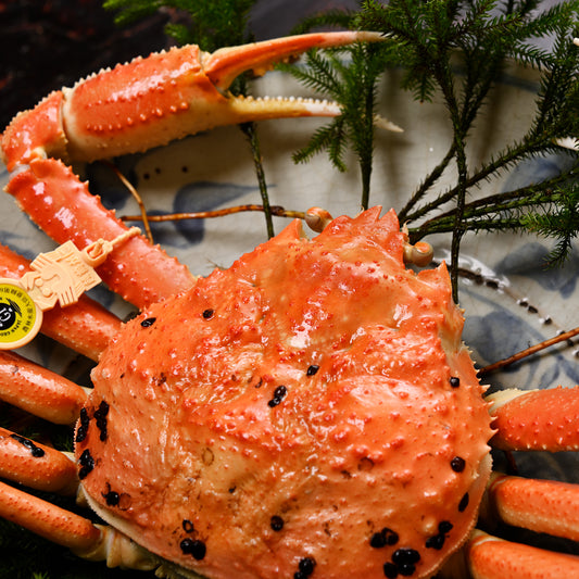 越前がに【極落ち】(浜茹で)【1.5kg~】