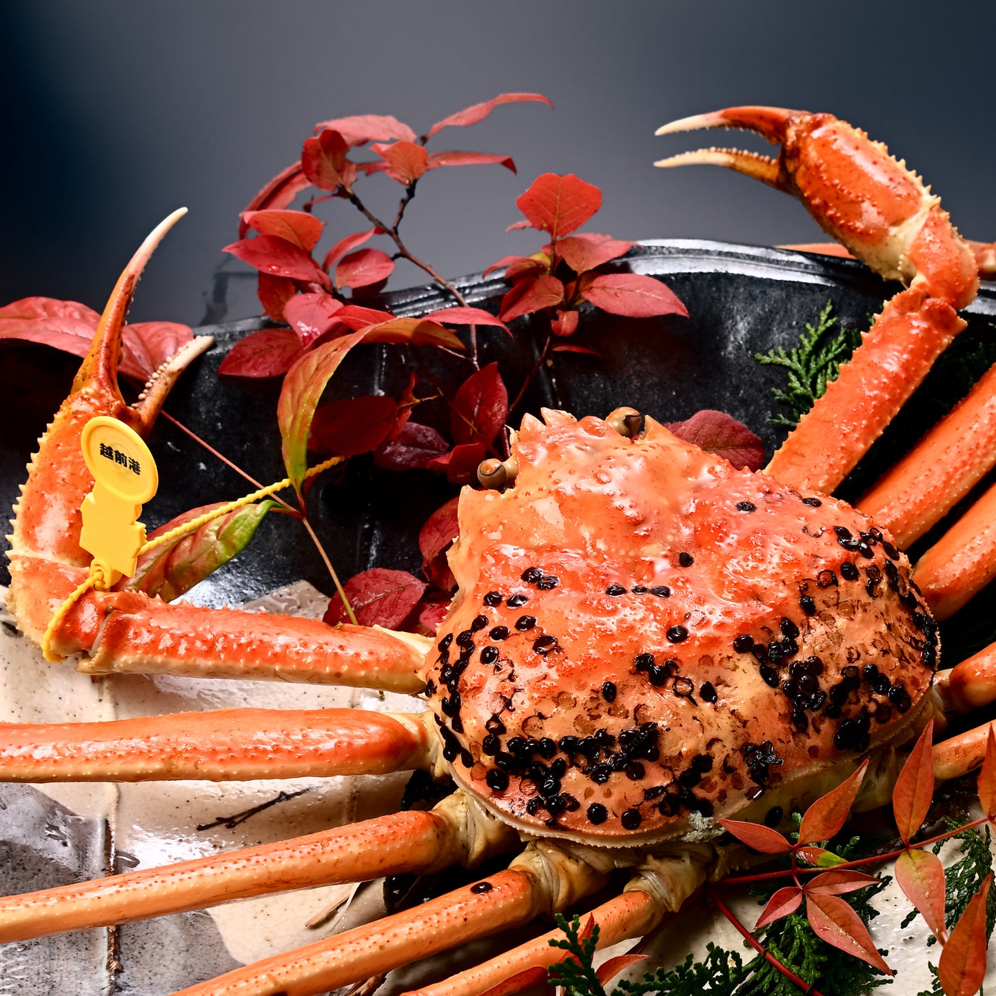 わけあり 越前がに(浜茹で)【1.3~1.4kg】