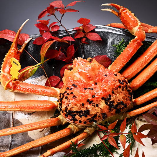 越前がに(浜茹で)【1.3~1.4kg】