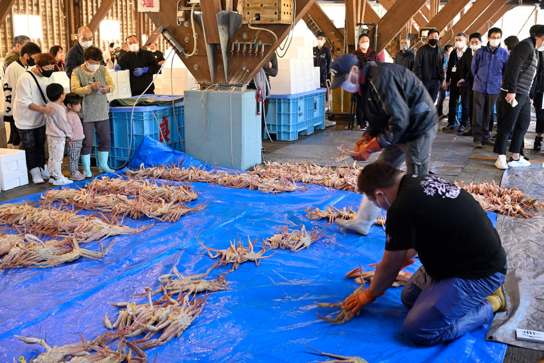 11月6日、越前がに漁 解禁。冬の味覚、いよいよ始まります。