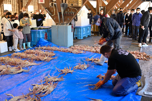 11月6日、越前がに漁 解禁。冬の味覚、いよいよ始まります。